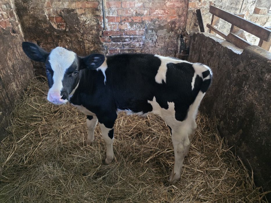 Byczek-cielak biało-czarny