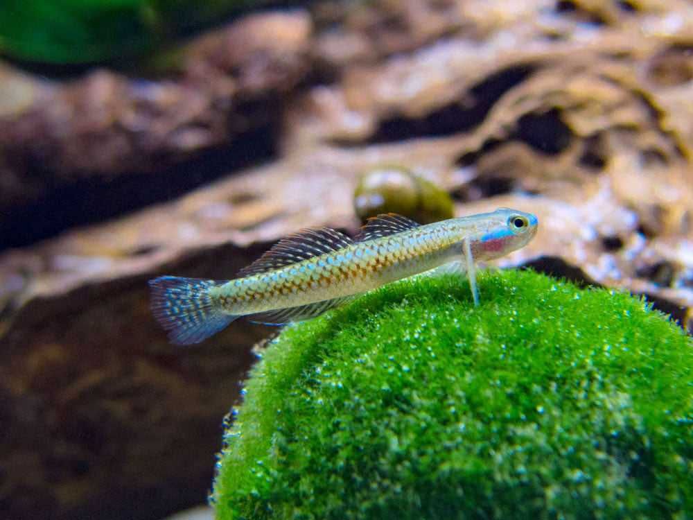 Babka sumatrzańska - Stiphodon atropurpureus - dowozimy, wysyłamy