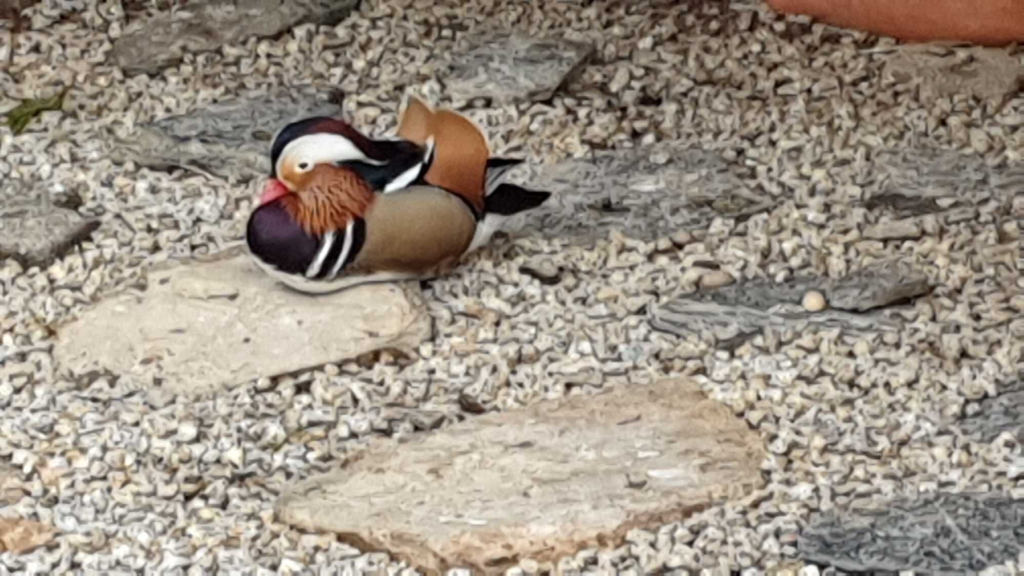 Patos. Gansos . Galinhas. Francas