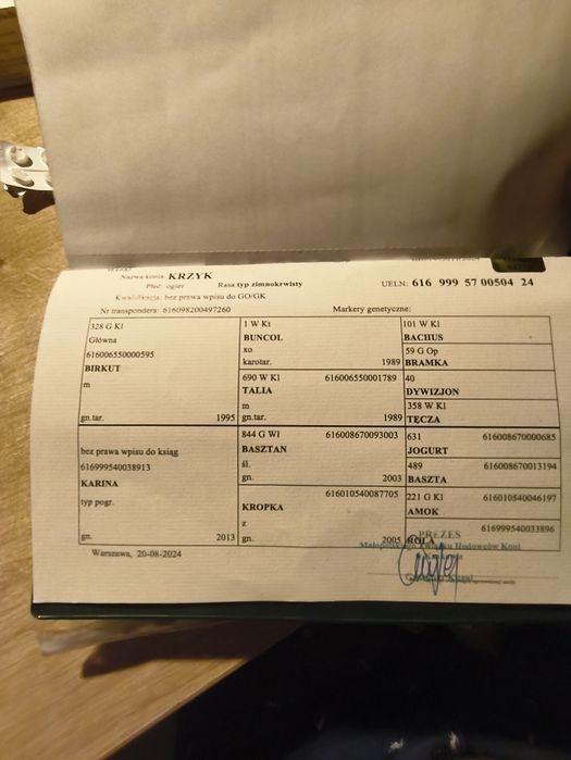 Sprzedam Wałacha taranta