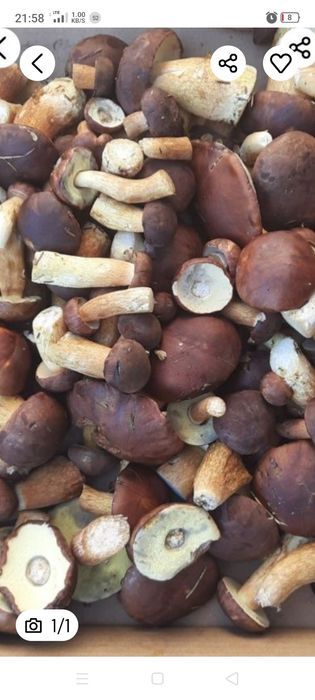 Sprzedam podgrzybki świeżo zbierane codziennie zamówienie