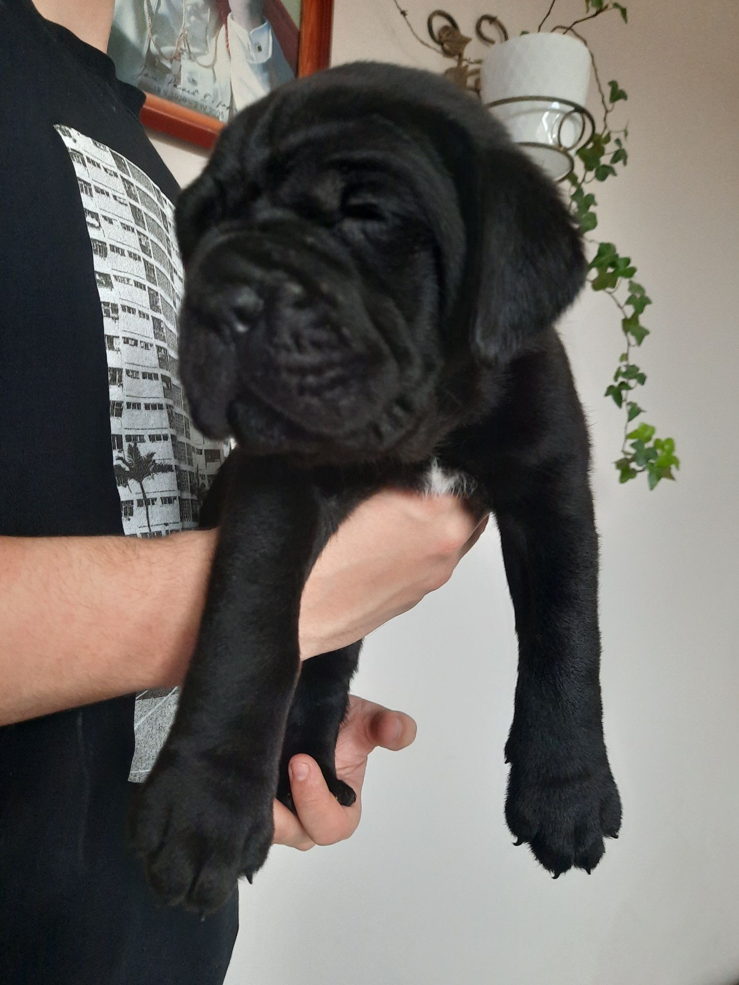 Cane Corso czarna sunia