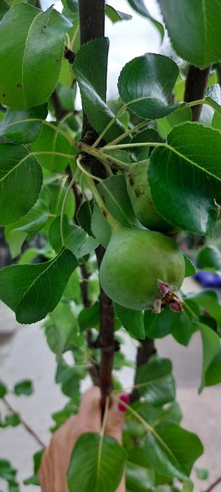 Grusza drobnoowocowa / Pyrus calleryana 'Chanticleer'