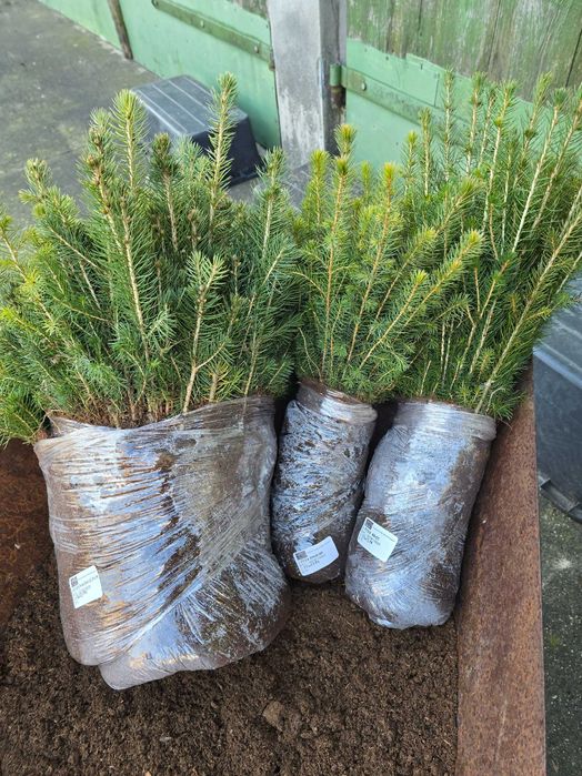 świerk pospolity, srebrny, srebrzysty serbski 2letnia sadzonka