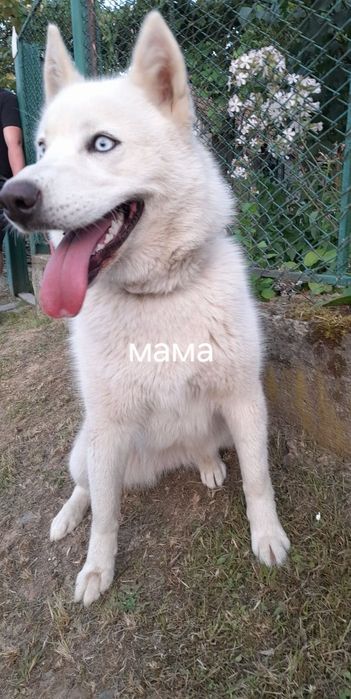 Продам Хаскі  з голубими очима