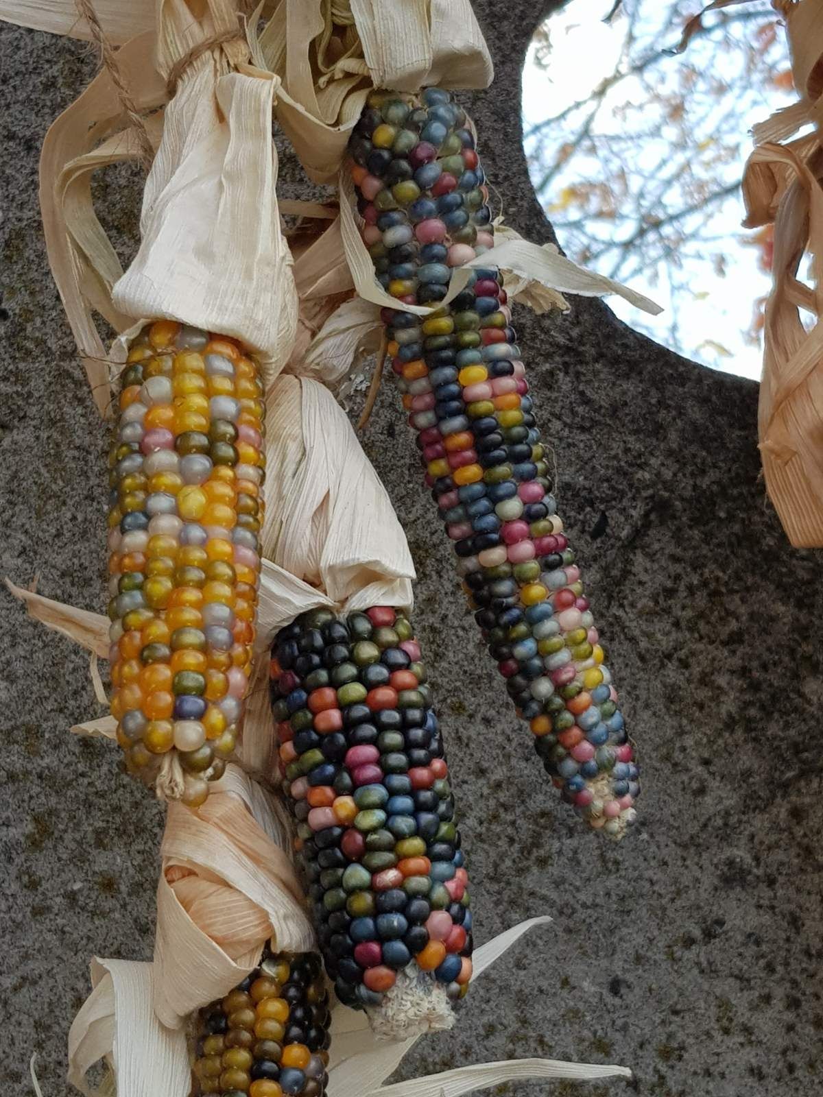 Кукуруза цветная, для декора, оберег