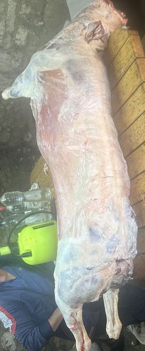 Тушки барана ягнят вівці різний вік баранина