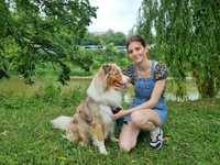 Petsitter | Dogsitter I Wyprowadzanie psów | Trener psów