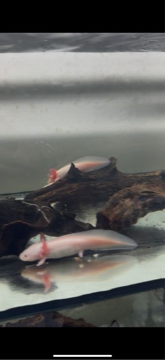 Axolotes adultos