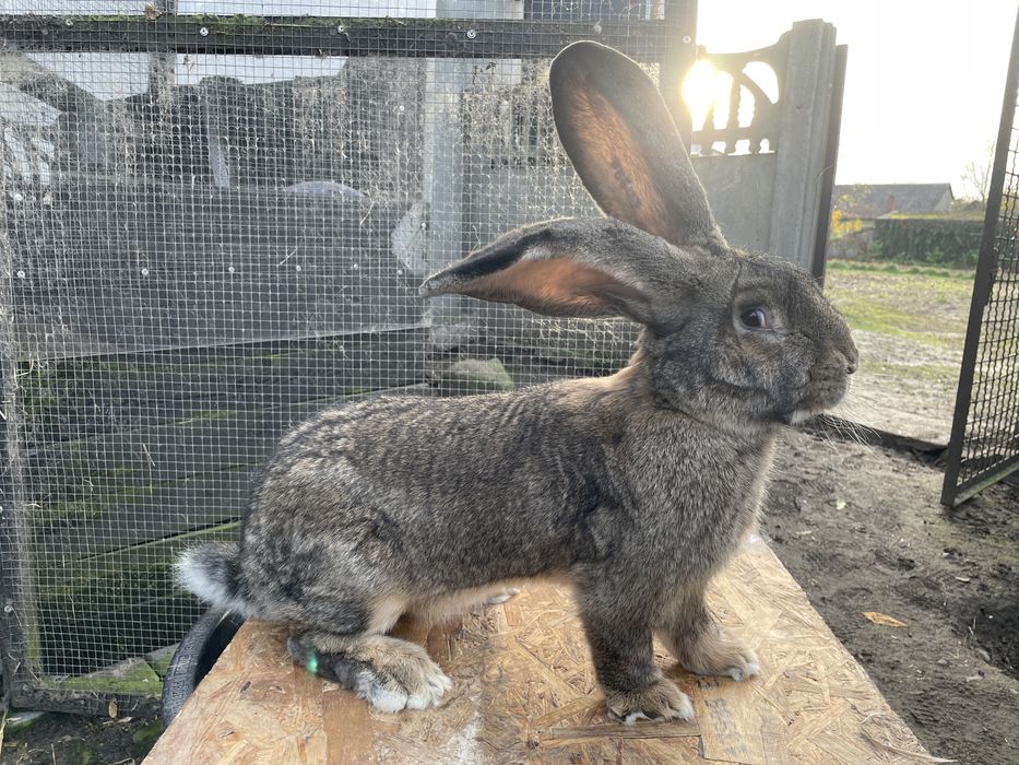 Olbrzym Belgijski Szary SAMIEC