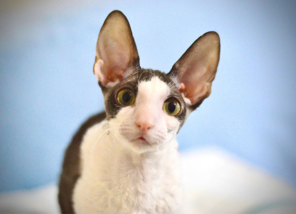 Kocurek Cornish Rex