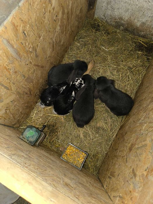 Królik baran francuski