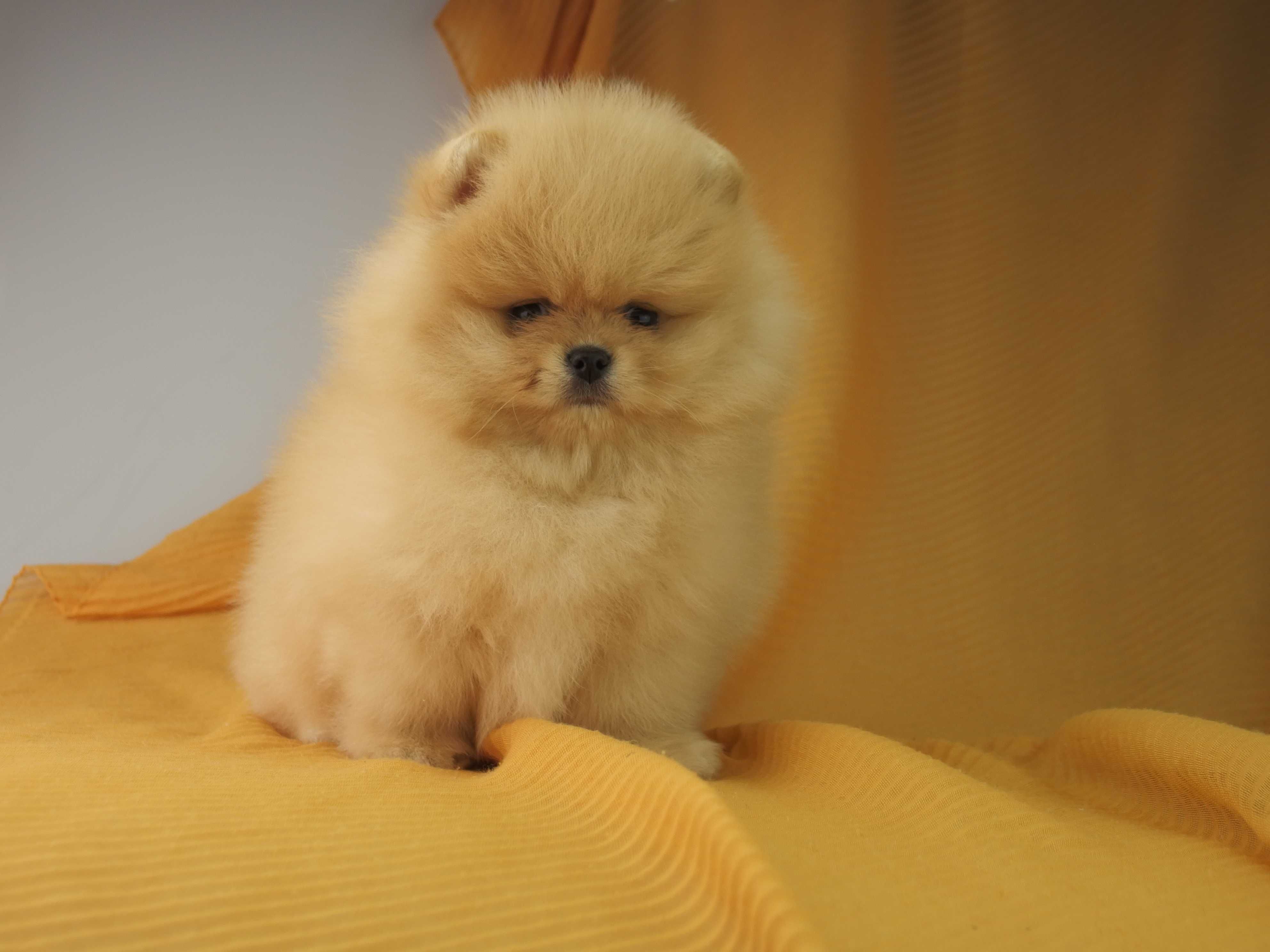 POMERANIAN piesek Szpic miniaturowy