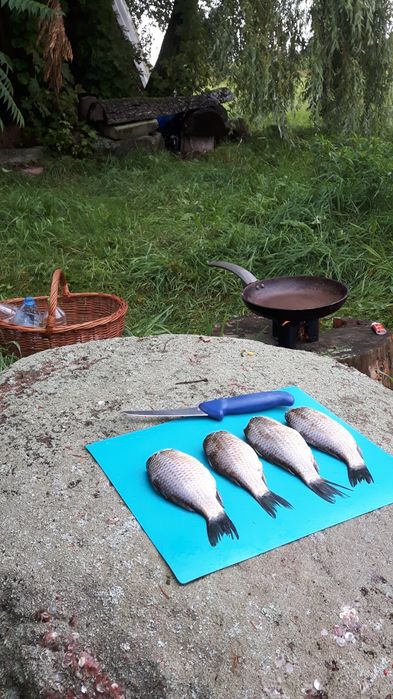 Narybek karasia srebrzystego żywiec zarybianie