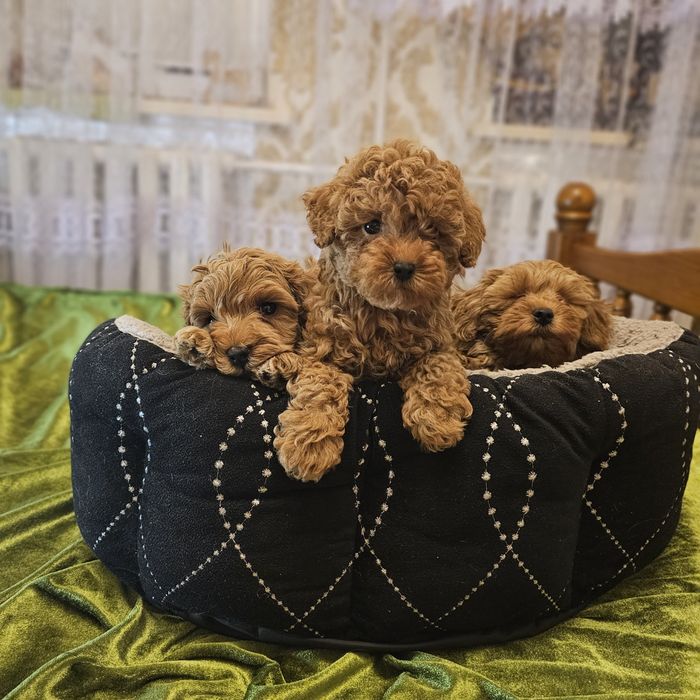 Невероятно красивие малиши мальтипу с доставкою по стране