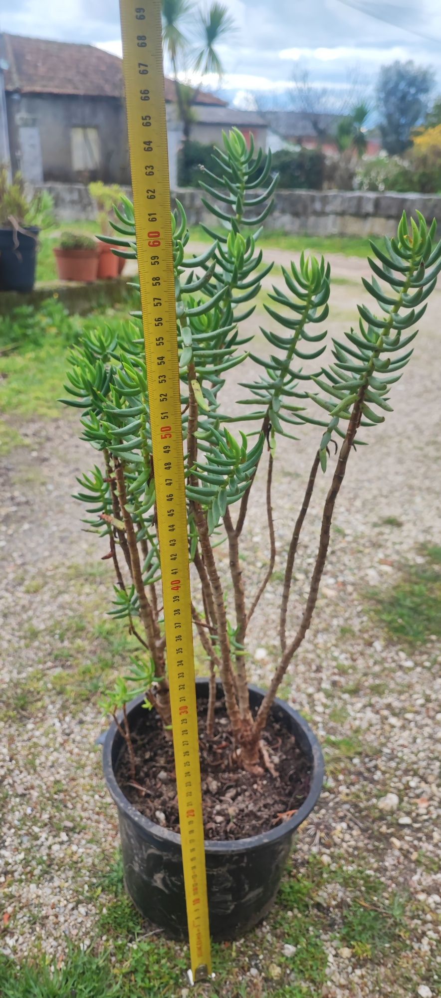 Planta suculenta