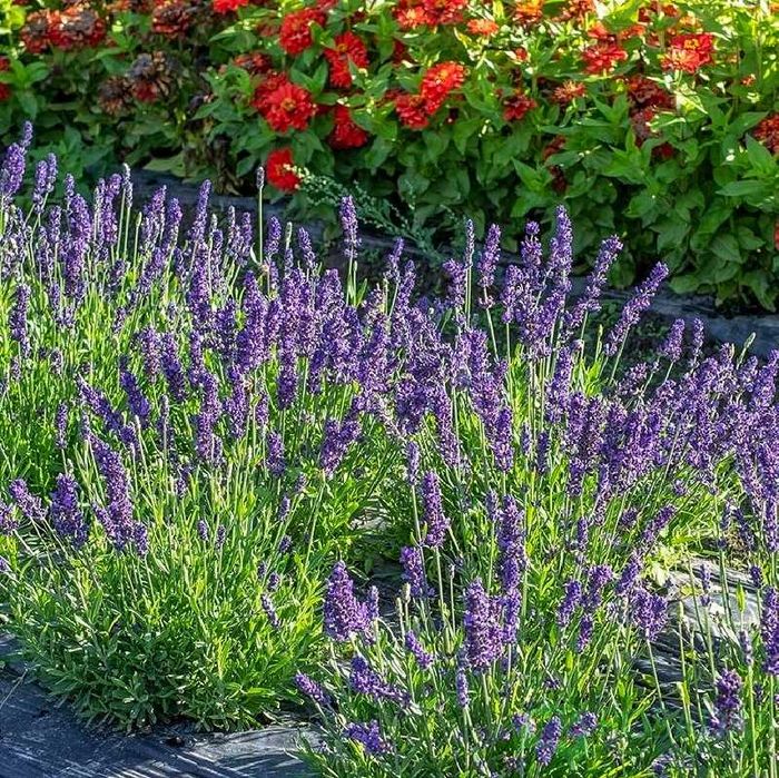 Лавандин Гроссо, опт