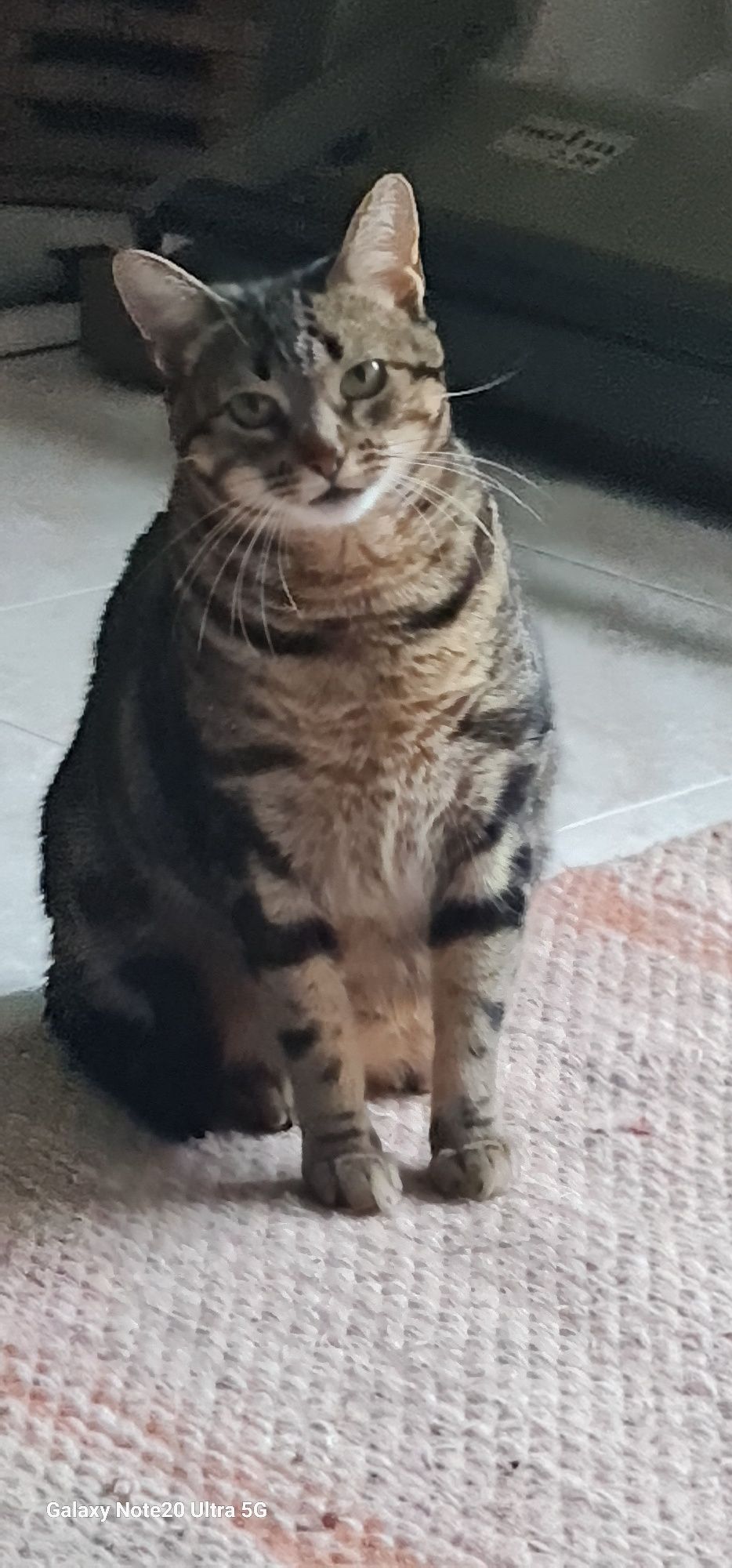 Gatinha para adoção, por motivos de saude da dona.