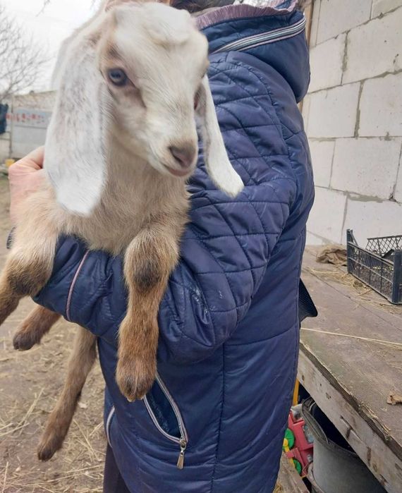 Англо-нубійська козочка, молода коза