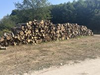 Продам дрова твердих порід ,граб ,бук ,дуб червоний ,є великі обєми