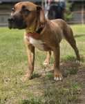 American Staffordshire Terrier Amstaff- schronisko Zgierz-aktualne