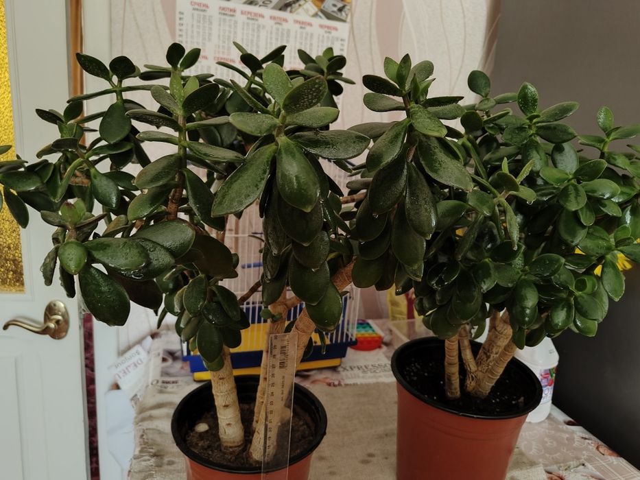 Продам комнатное растение денежное дерево