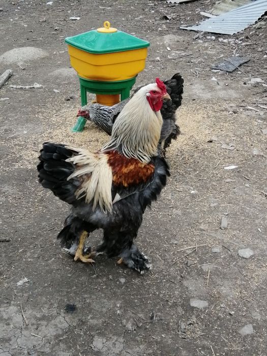 Kogut Brahma olbrzymia