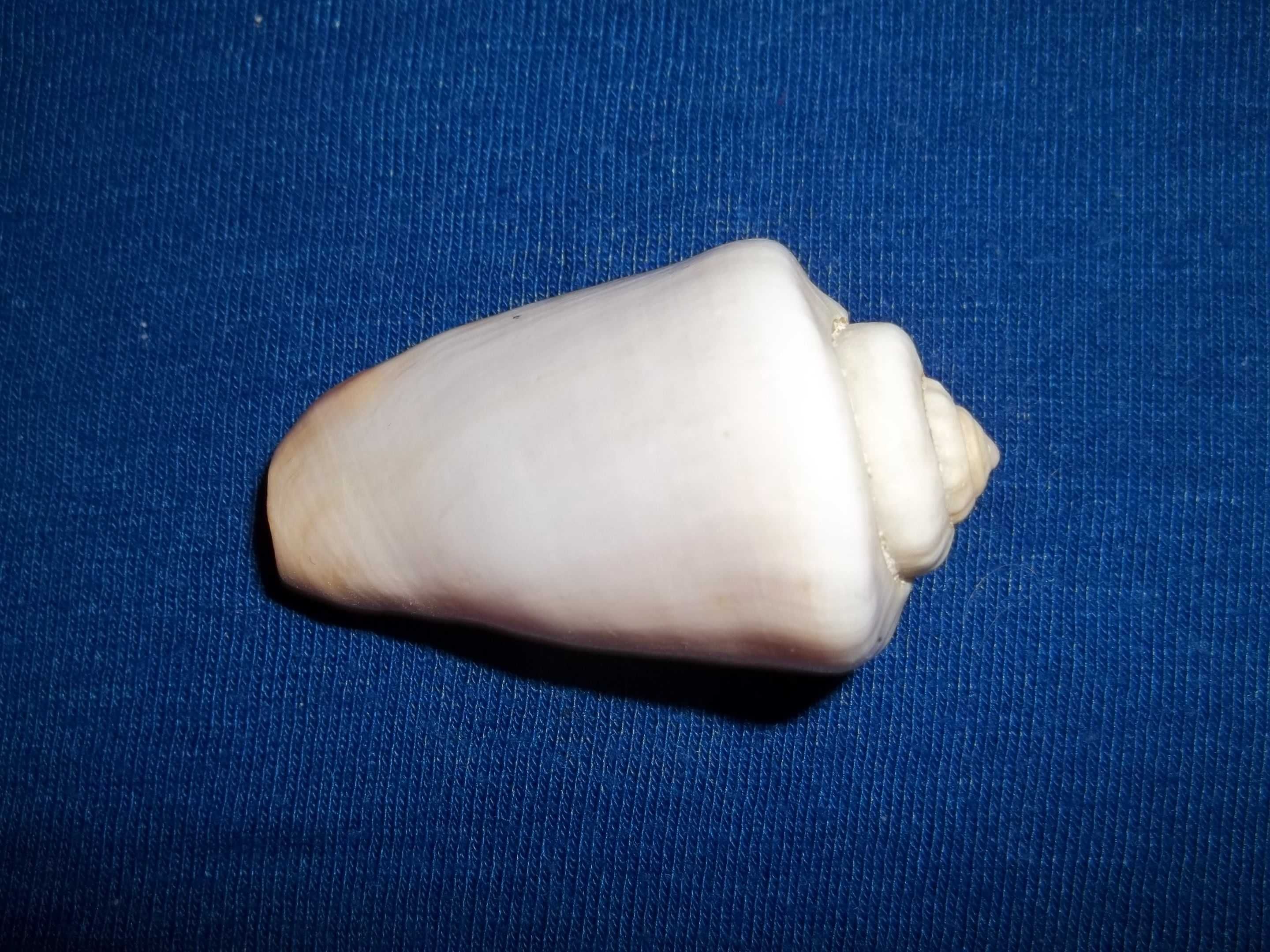 Muszla stożka Conus Kintoki .Muszelki naturalne, morskie.