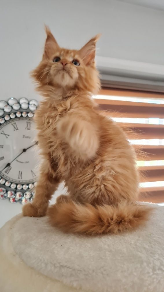 Maine coon  kocur rudy