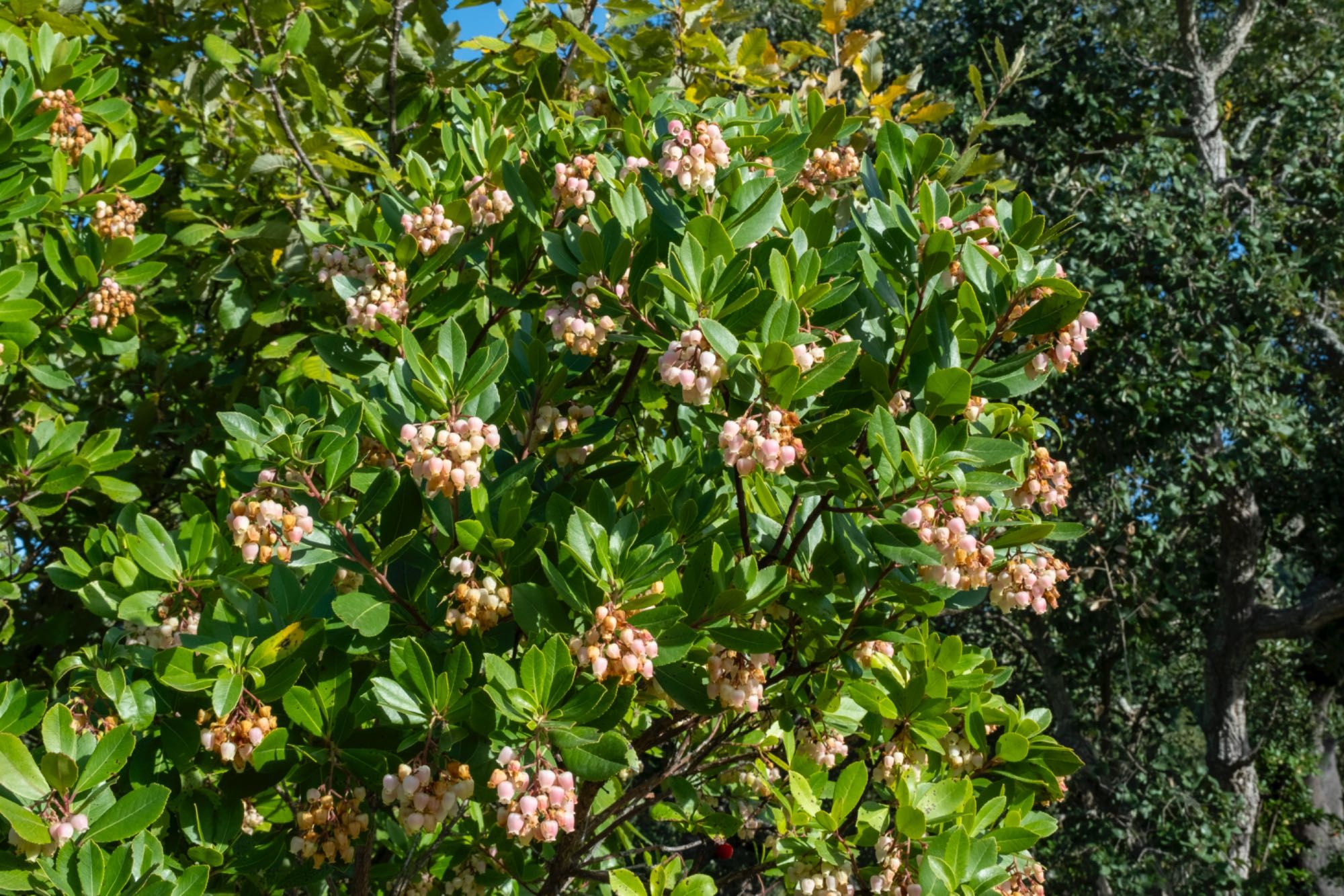 Herdade Alentejo Sabóia Odemira