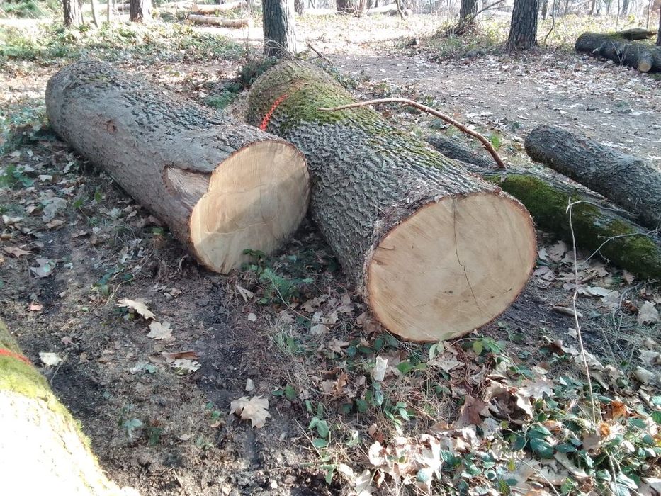 Sprzedam dęba czarnego
