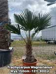 Palma mrozoodporna Trachycarpus Wagnerianus wys. 150cm do 250cm -13’C