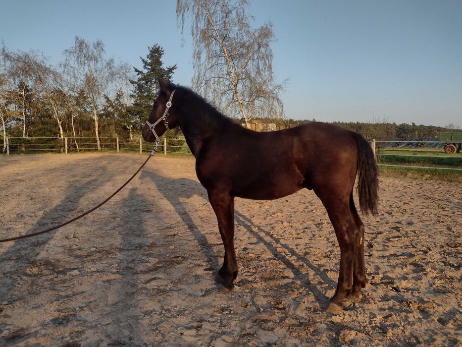 Źrebak rasy koń śląski