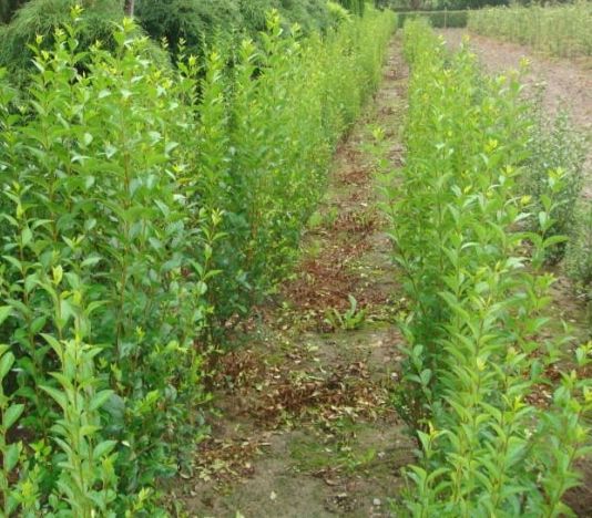 Бирючина на живую изгородь