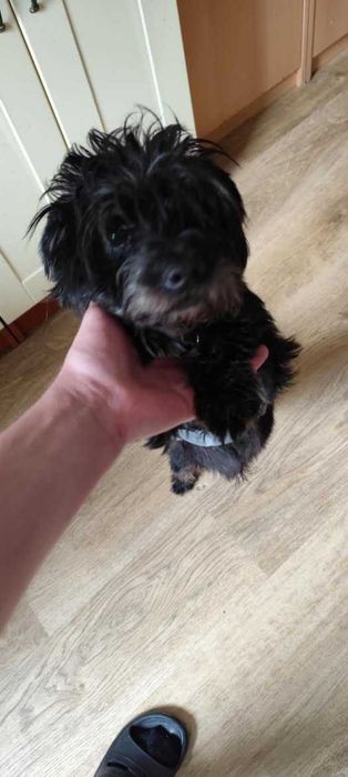 Dżamal poleca się do adopcji