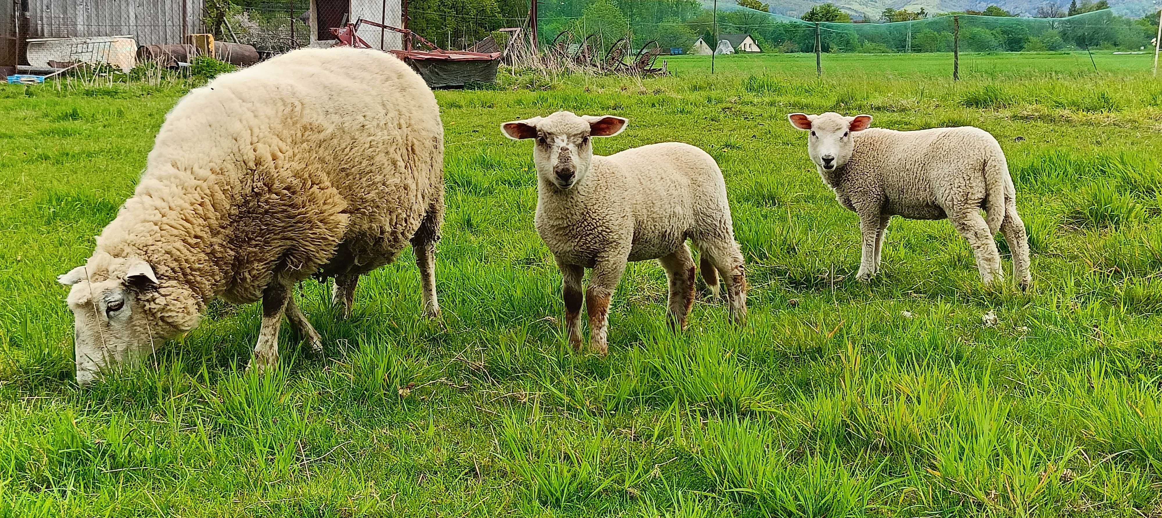 4-letnia owca z dwójka młodych