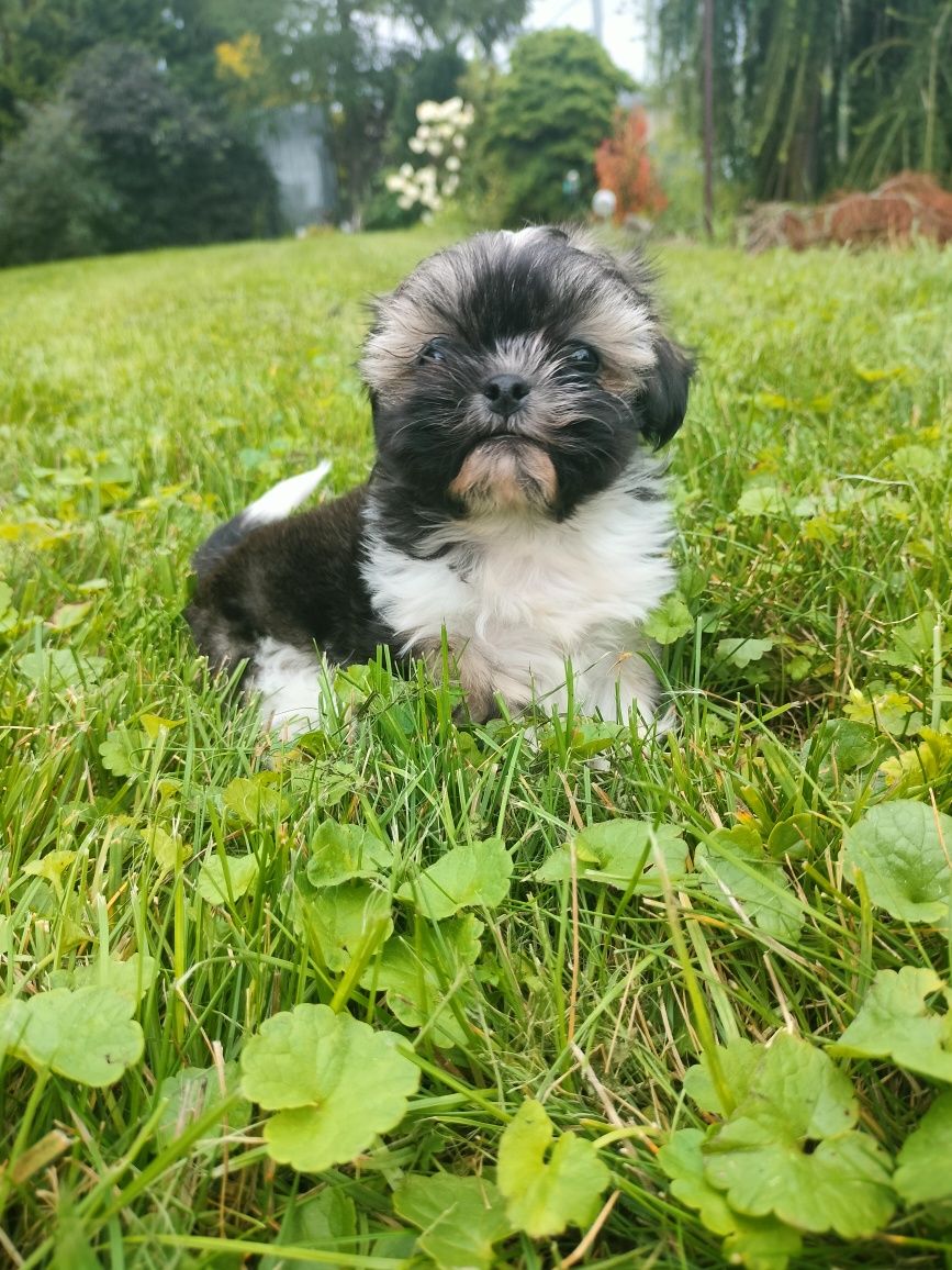 Suczka shih tzu do rezerwacji