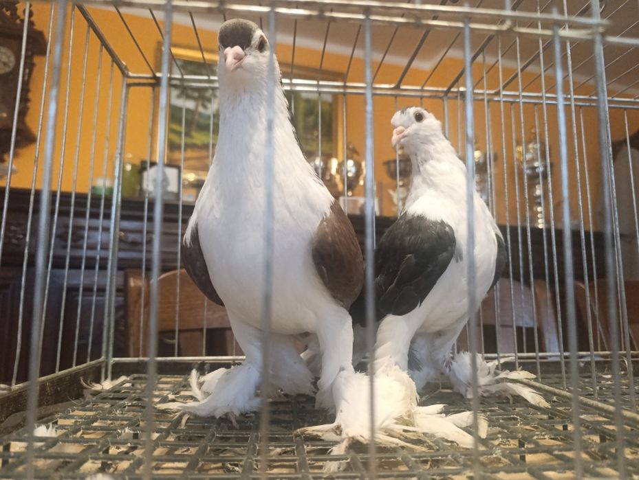 Lahor, lahory, gołębie ozdobne, wysyłam