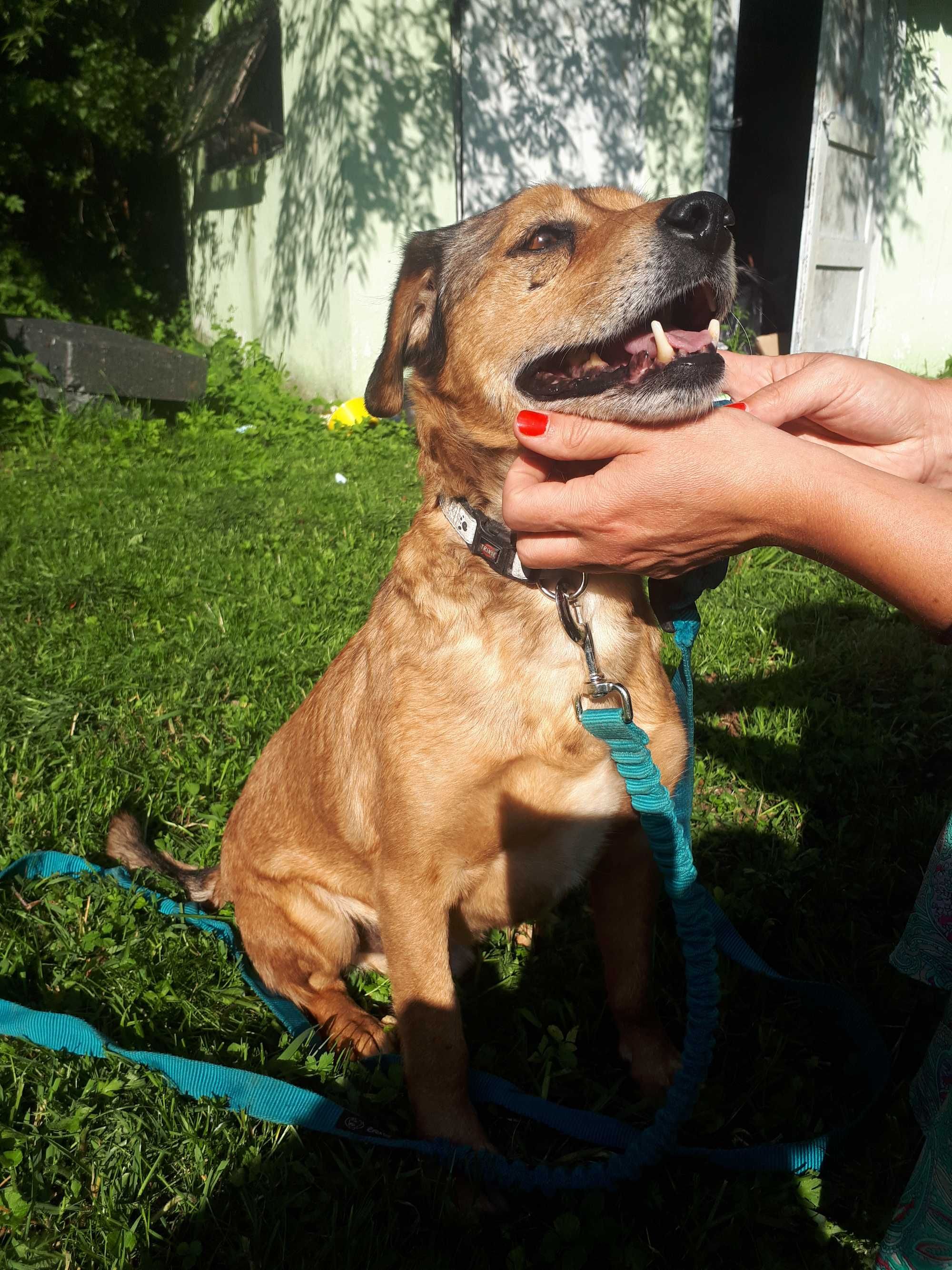 Adopcja Rudy Korek Kochający Dom