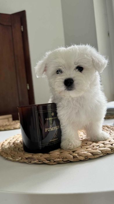 Miniaturka Maltańczyk Piesek z Rodowodem Chipem