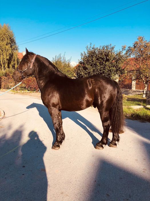 Kary Percheron 2023 rok