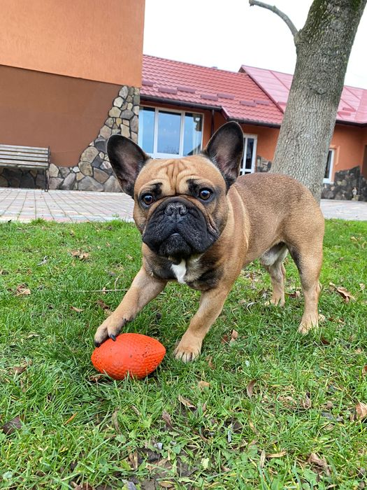 В’язка французький бульдог