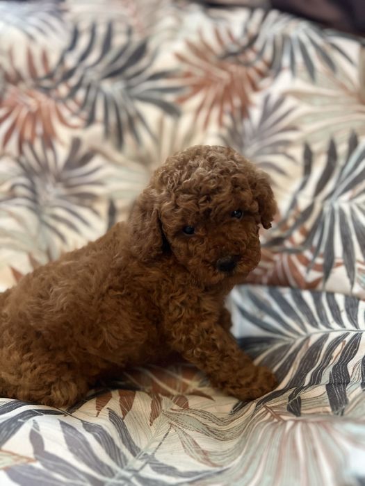 Девочка пудель ред браун .