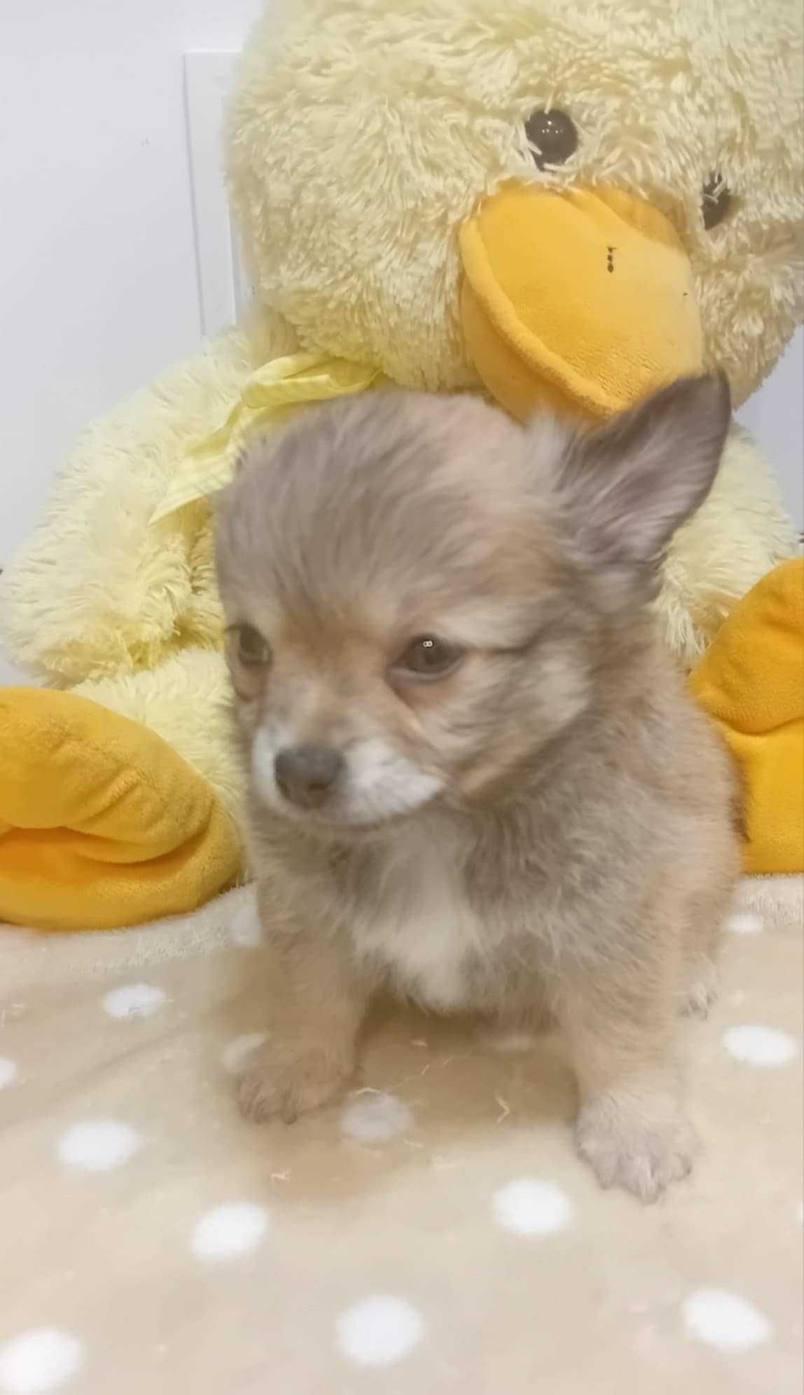 Chihuahua Piesek