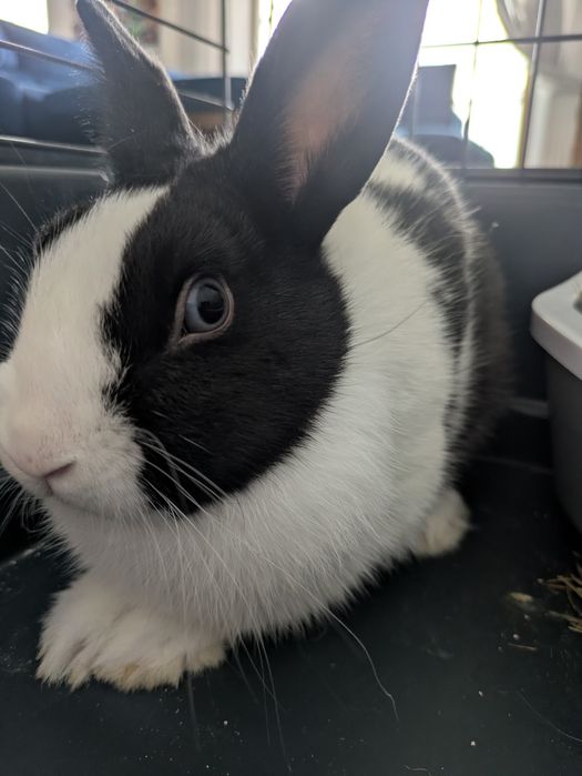 Oddam za darmo królika