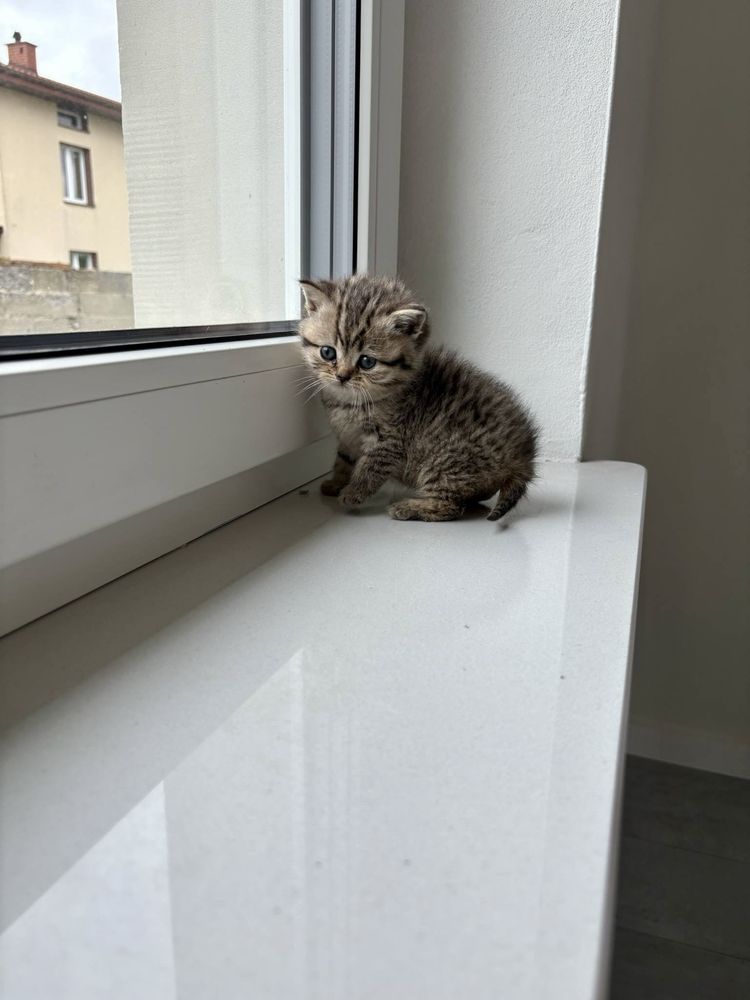 Zarezerwowana.Kotka brytyjska Czarna złota pręgowana:)