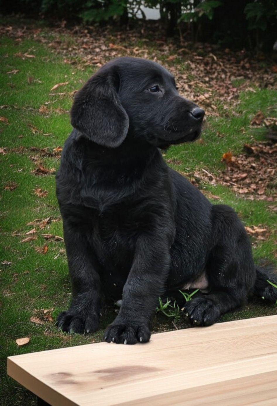 Labrador retriever