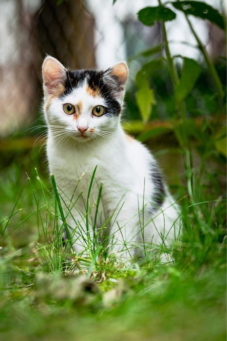Kotki do adopcji