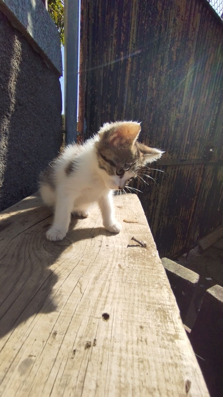 Gatinhos para doação