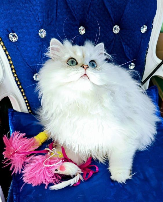 Niebieskookie  Brytyjskie długowłose WCF PZF kociaki